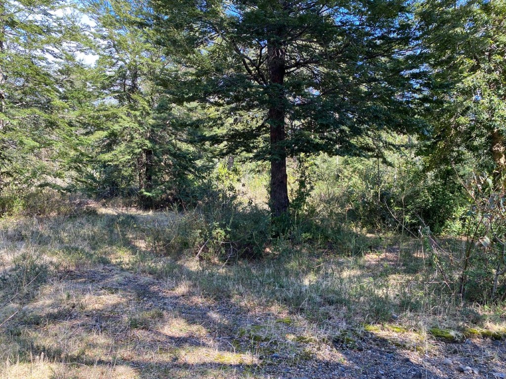 Venta de Hermosa Parcela Camino al Volcan, Especial para hacer cabañas, Parque Tematico, Pucon